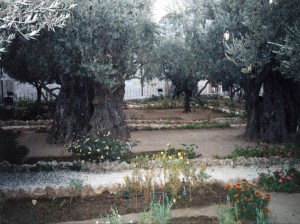 Gethsemane Olives