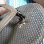 Fix on top