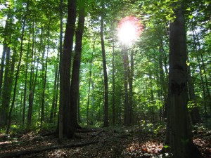 Reasoning Together – Zion