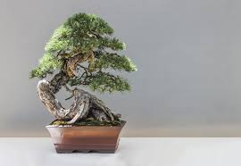 Bonsai