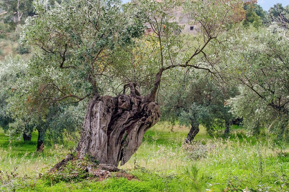 The Olive Tree Restoration